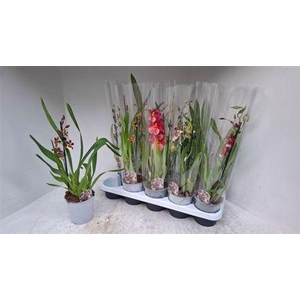 Cambria Grp Gem 1 Branche