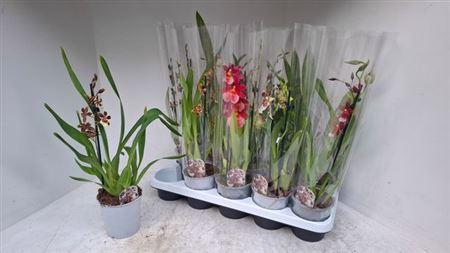 <h4>Cambria Grp Gem 1 Branche</h4>