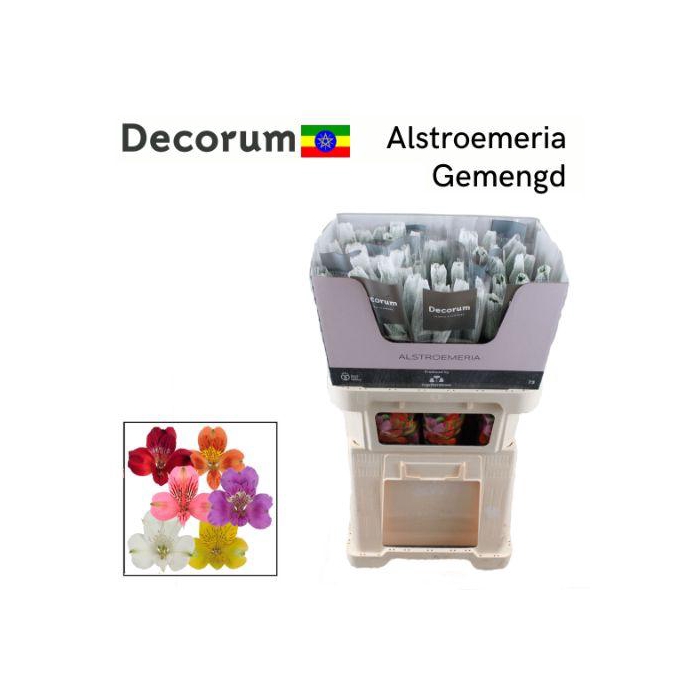 <h4>ALSTR GEM IN FUST</h4>