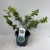 Lonicera
