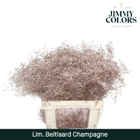 <h4>Lim Bel L70 Champagne</h4>