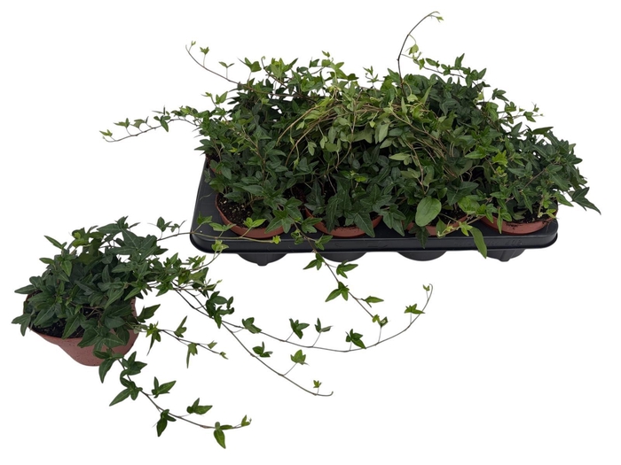 <h4>HED HE SHAMROCK</h4>