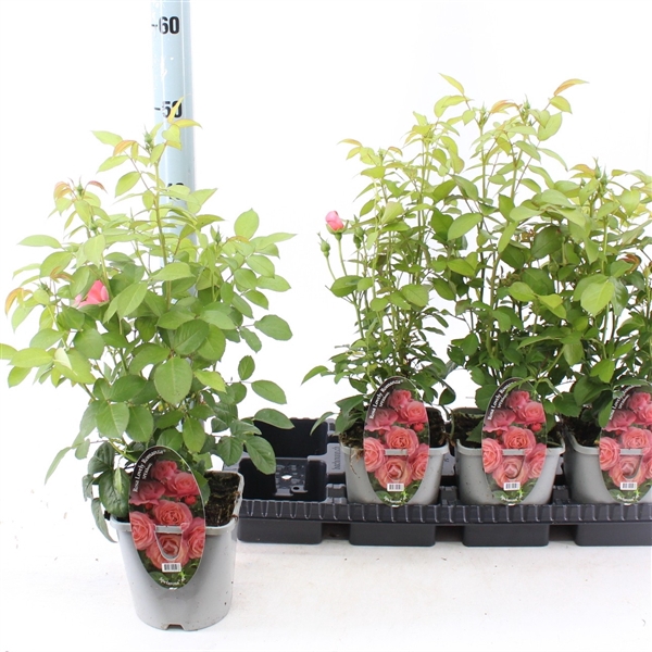 <h4>Rosa Lovely Romanza ®</h4>