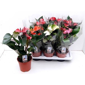 Anthu An Gem 4 Kl 6+