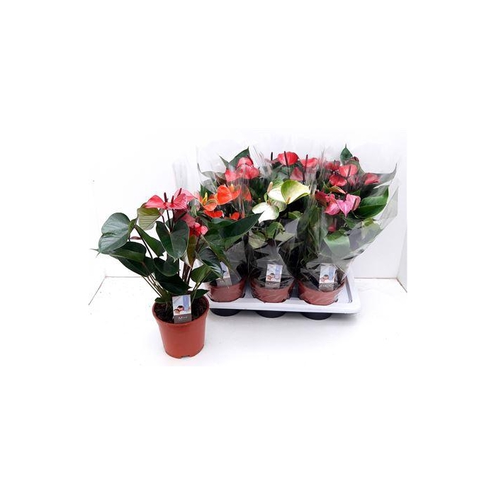 <h4>Anthu An Gem 4 Kl 6+</h4>