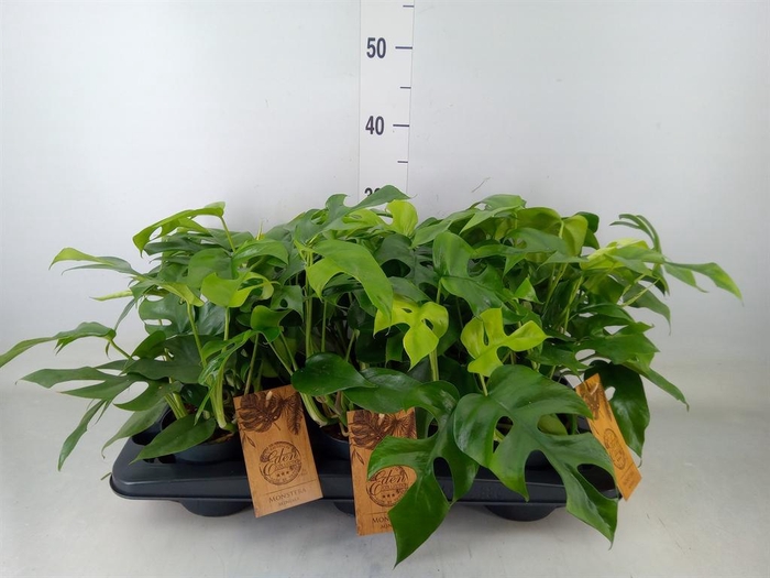 <h4>Monstera   ...</h4>