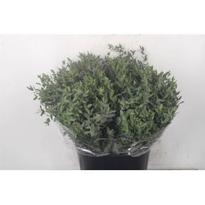 Euc Parvifolia Per Bunch 150 Gram