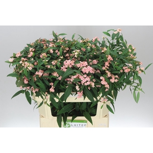 Euphorbia F T Pink Baron