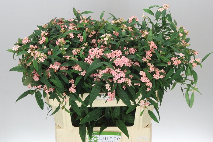 <h4>Euphorbia F T Pink Baron</h4>