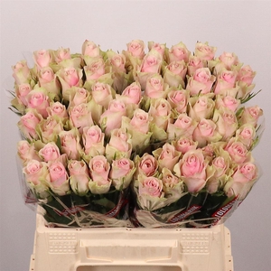 R Gr Pink Athena