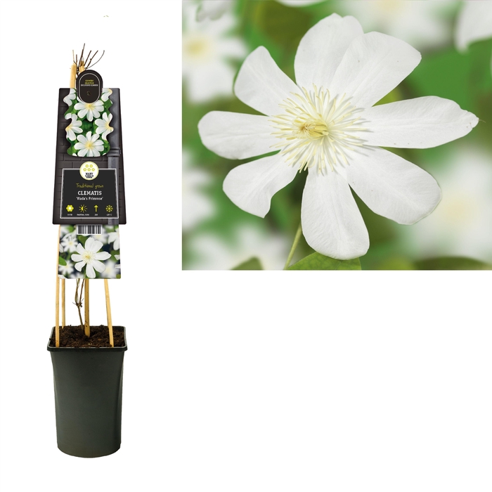 <h4>Clematis 'Wada's Primrose' +3.0 label</h4>