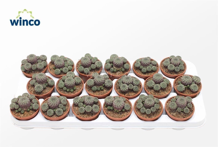 <h4>REBUTIA MUSCULA</h4>