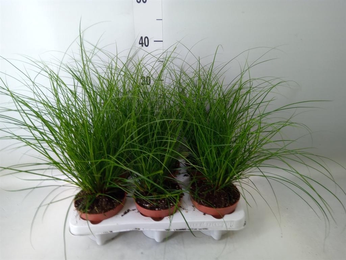 <h4>Carex brunnea</h4>