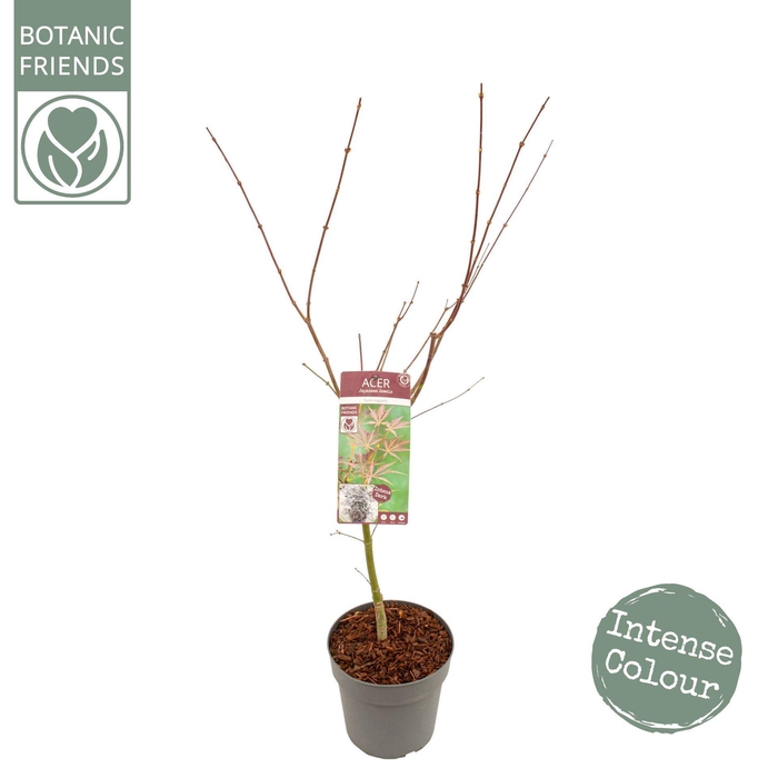 Acer palmatum Sumi-nagashi