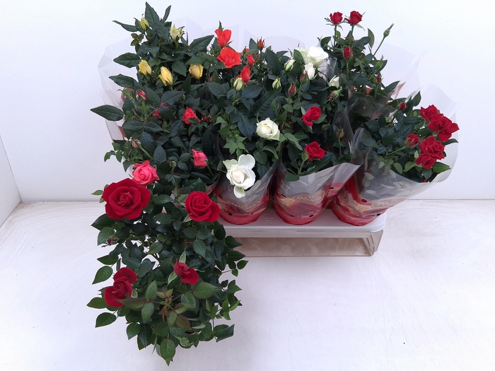 <h4>RO FAV RO GEM 5 SRT</h4>