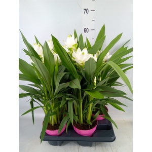 Curcuma alism. 'Siam Sisto'