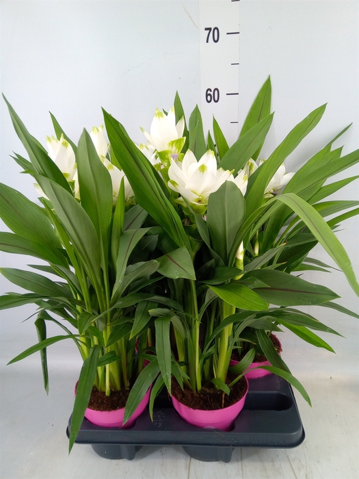 <h4>Curcuma alism. 'Siam Sisto'</h4>