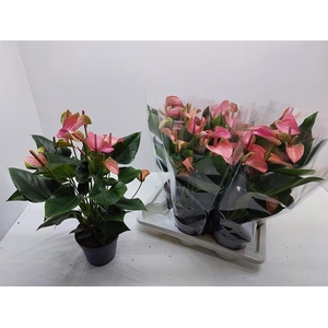 Anthurium Joli 17Ø 60cm 6fl