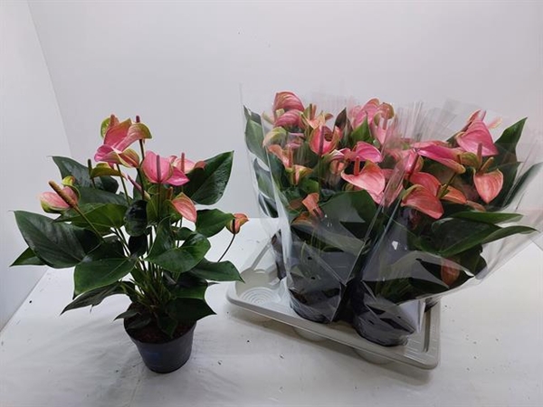 Anthurium Joli 17Ø 60cm 6fl