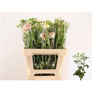 Ran Co Mag Mascarpon