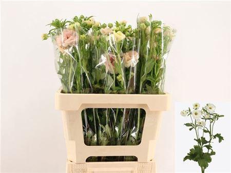 <h4>Ran Co Mag Mascarpon</h4>