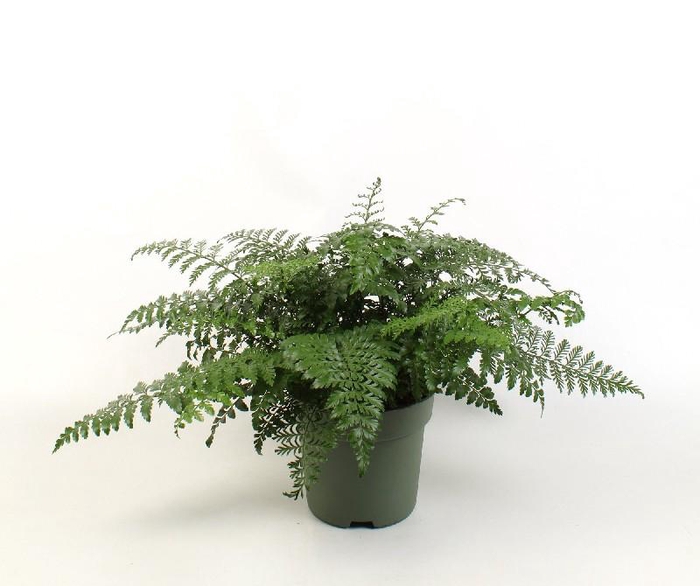 <h4>Asplenium Parvati</h4>