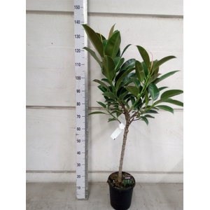 Ficus elastica 'Melany'