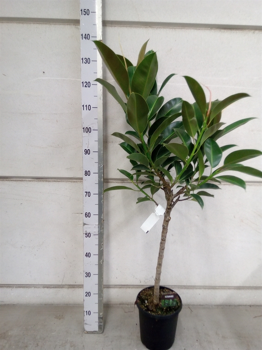 Ficus elastica 'Melany'