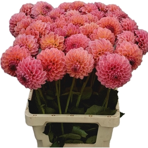 Dahlia Lindas Baby EPM Loos