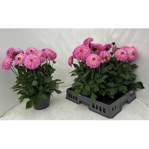 DAHL D M STARBU PINK