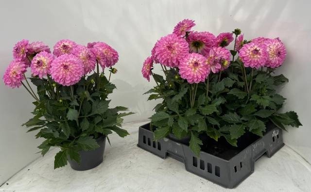 <h4>DAHL D M STARBU PINK</h4>