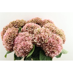Hydr M Cl Paradise Pink 60-20