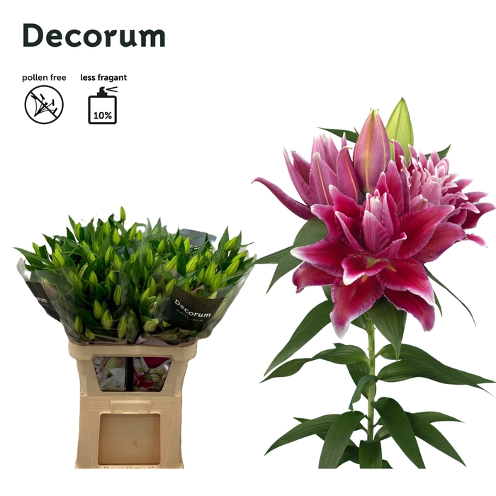 <h4>Lilium Oriental Grp dubbel Roselily Tabitha</h4>