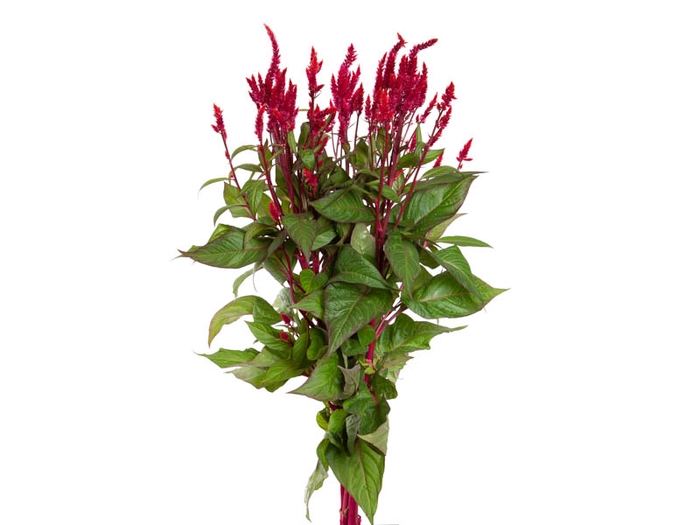 <h4>CELOSIA PLUMOSA SUNDAY 070 CM VERMELHO</h4>