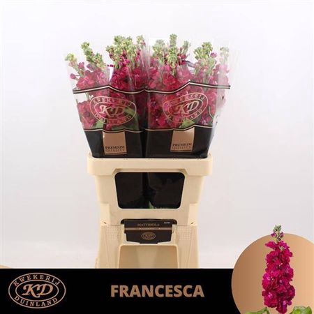 <h4>Matth Francesca</h4>