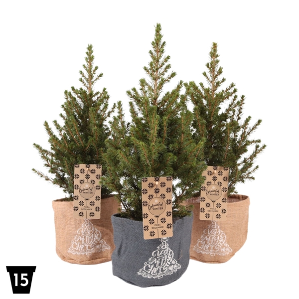 <h4>Picea glauca 'December' Jute, P15</h4>