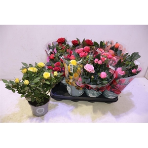 arr8 Ro Kordana Gem 5 Srt