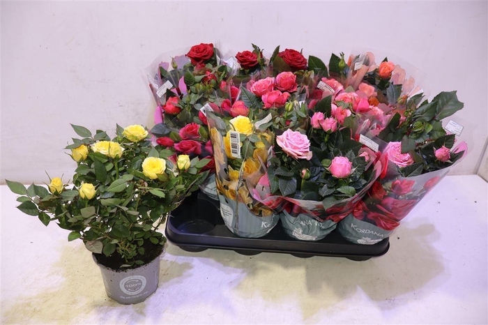 <h4>arr8 Ro Kordana Gem 5 Srt</h4>