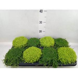 Soleirolia soleirolii   ...mix 2