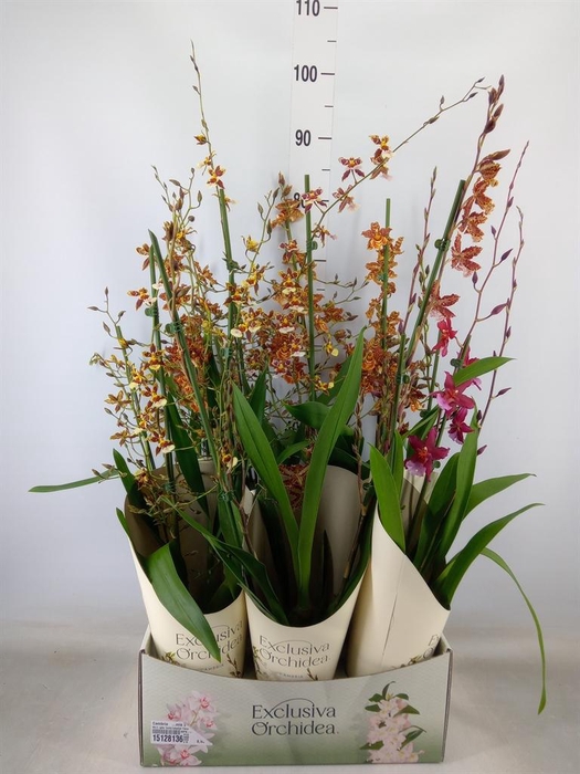 <h4>Cambria   ...mix 3</h4>