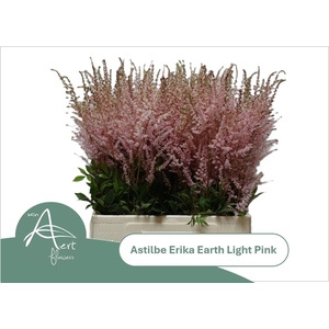 ASTIL AR EART L PINK