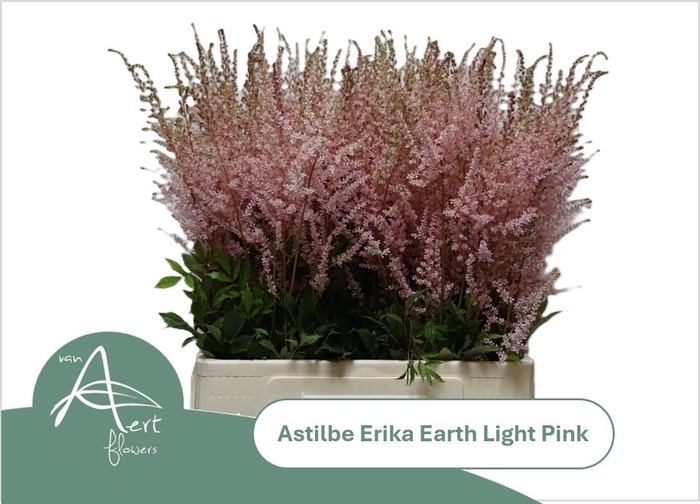 <h4>ASTIL AR EART L PINK</h4>