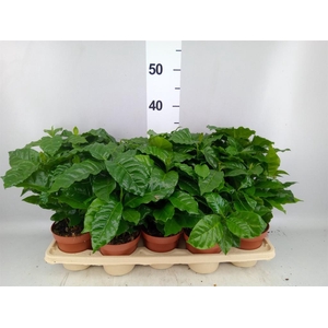 Coffea arabica