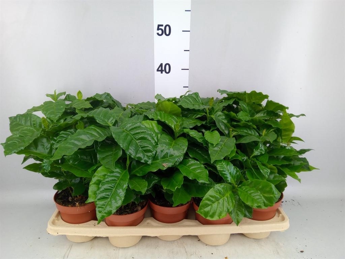 <h4>Coffea arabica</h4>