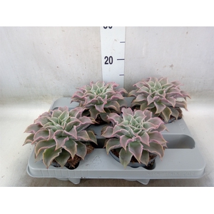 Echeveria   ...
