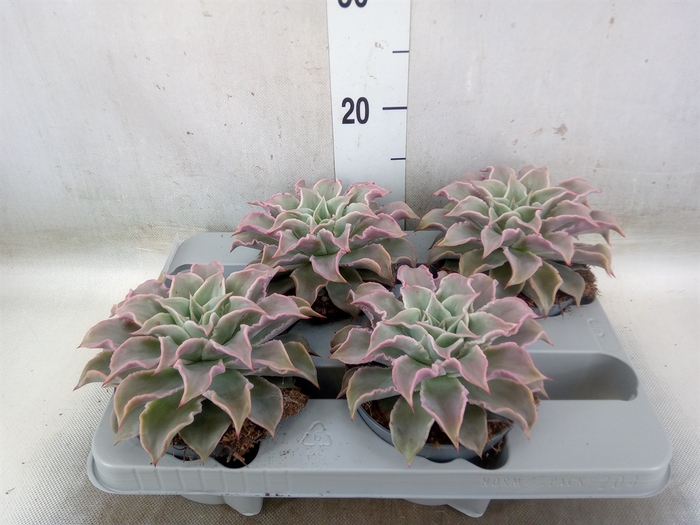 <h4>Echeveria   ...</h4>