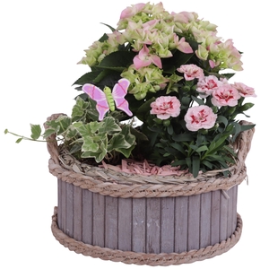 Spring Flower Arr. Outdoor Wooden Pot Waterhyacinth Rim Ø25cm3PP