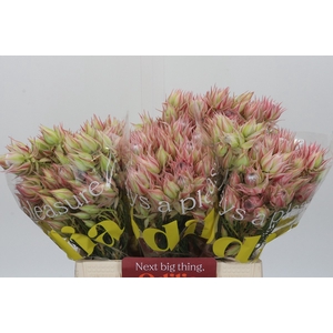Blushing Bride Pink 6/9 Flowers