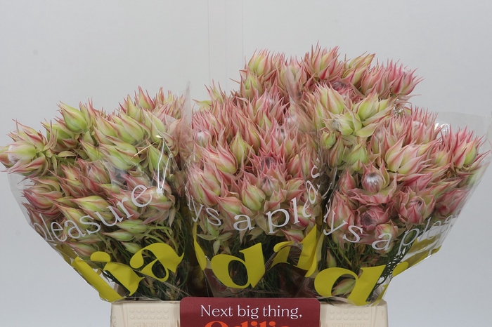 <h4>Blushing Bride Pink 6/9 Flowers</h4>