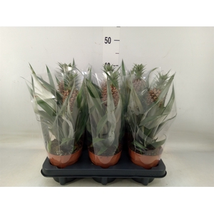 Ananas  'Rosita'
